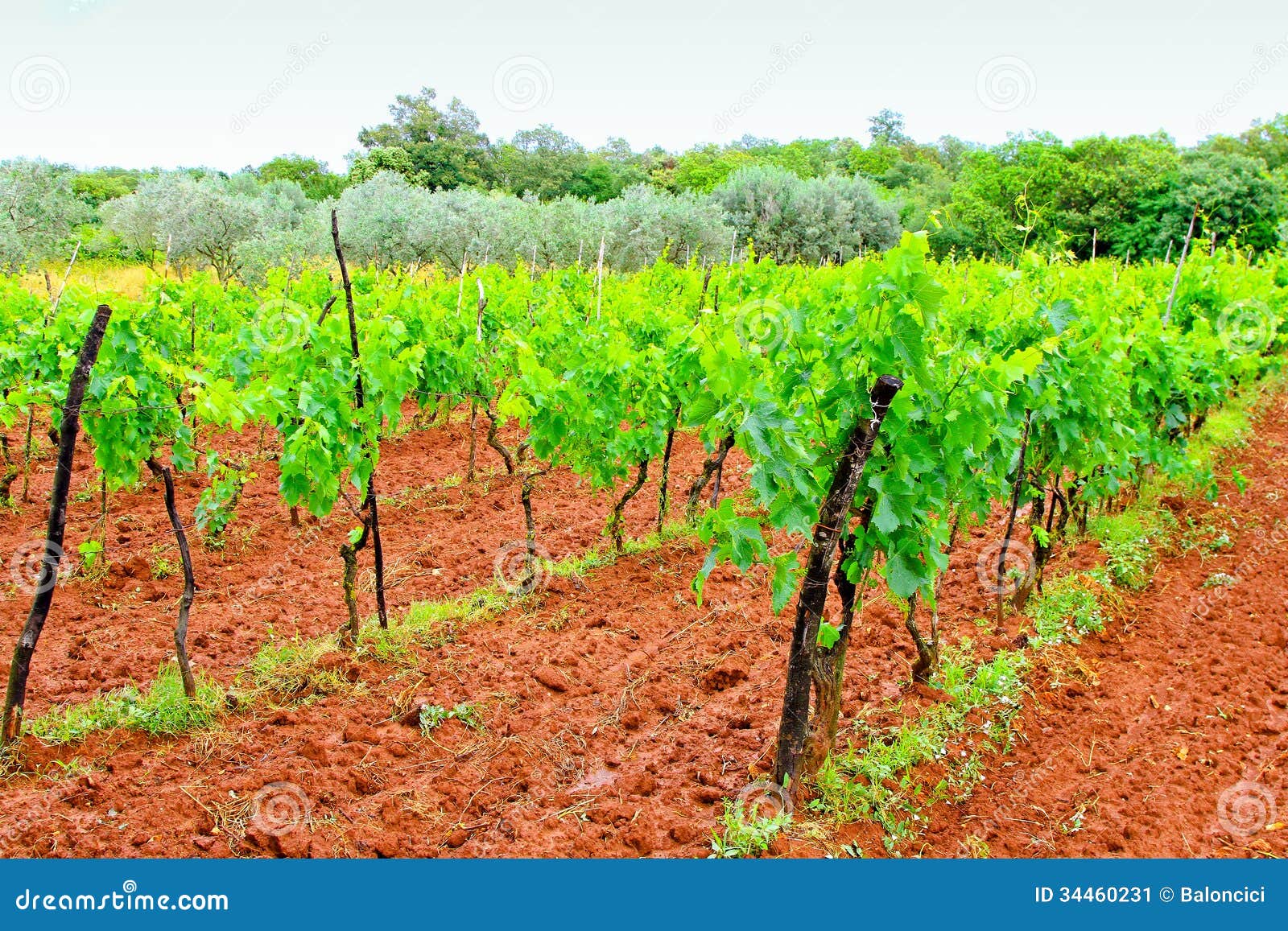 Wine plants stock image. Image of land, mediterranean