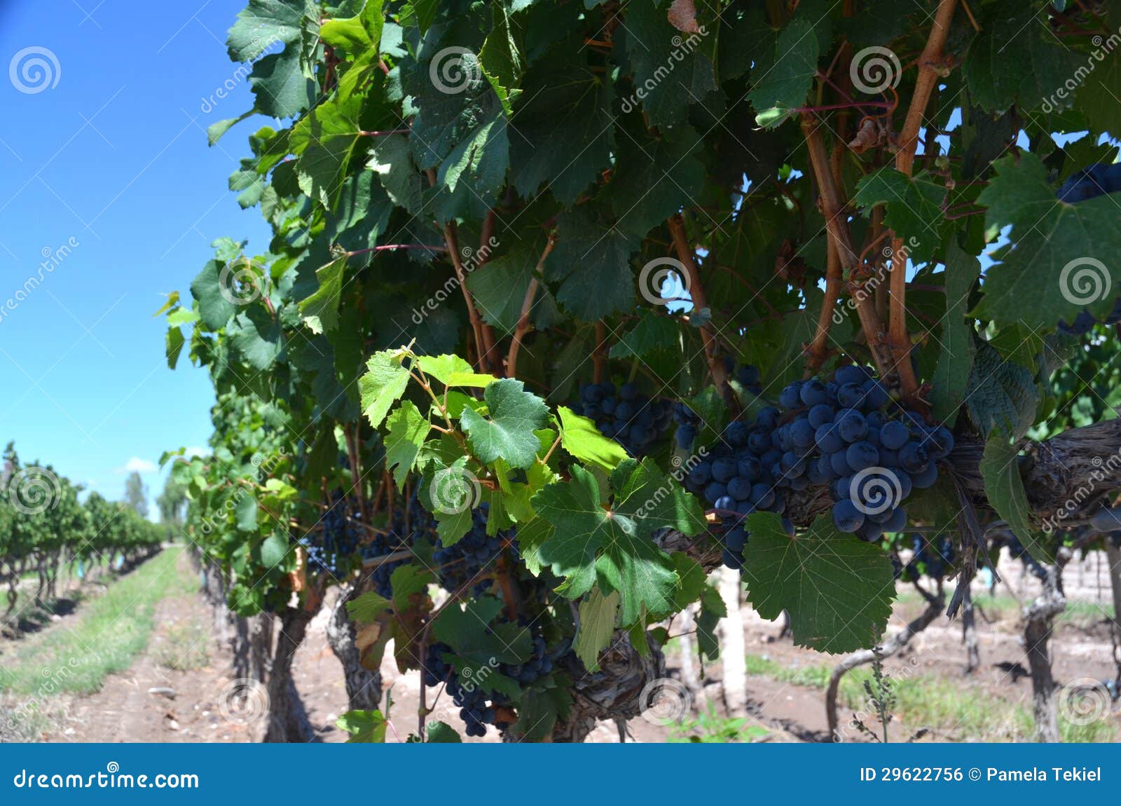 Wine production stock photo. Image of manufacturing, agriculture 29622756