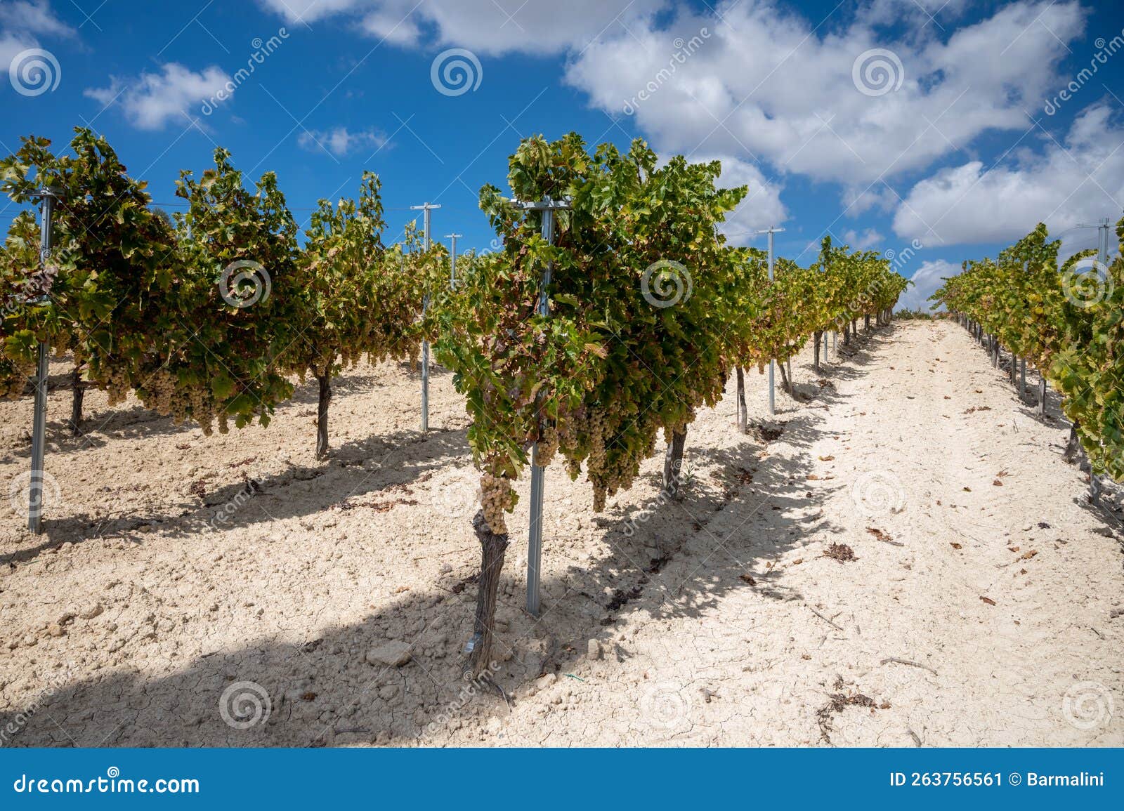 Wine Production on Cyprus, White Chalk Soil and Rows of Grape Plants on ...