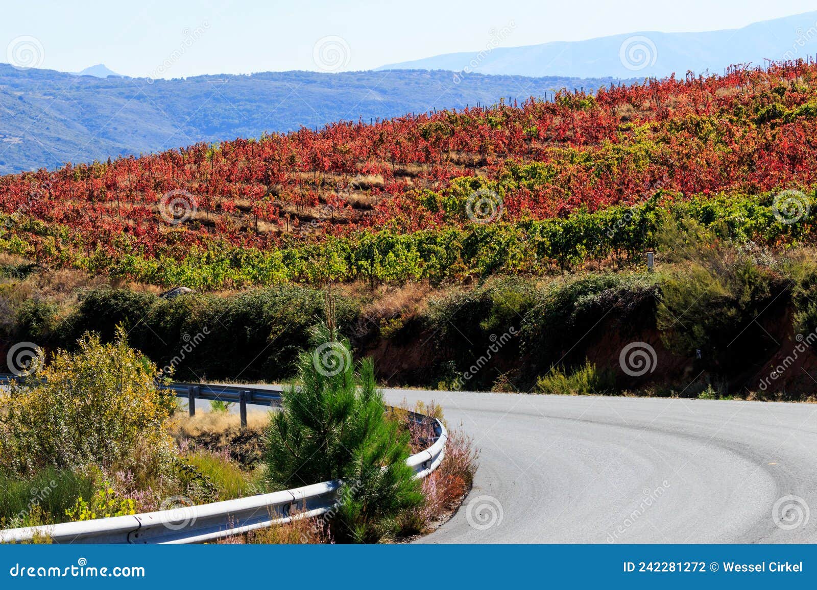 spanish vineyard route in autumn, sierra de francia, spain