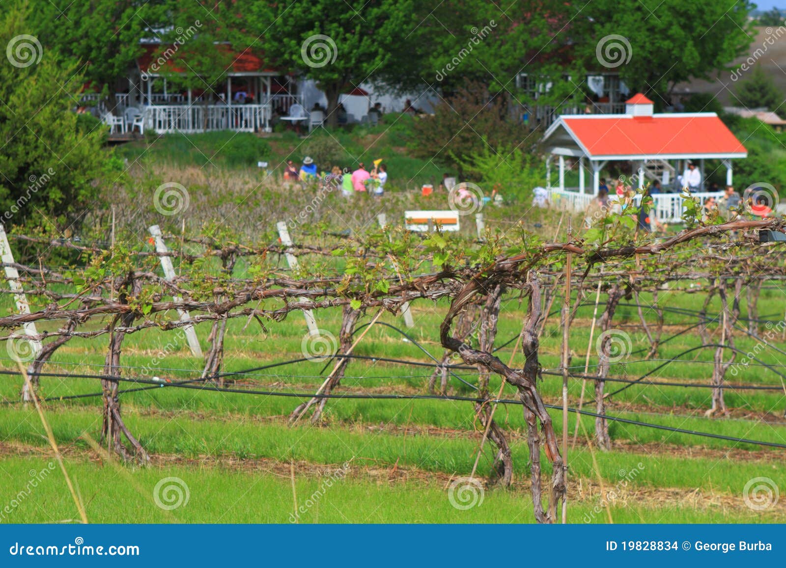 Wine tasting event stock photo. Image of gazebo, california 19828834