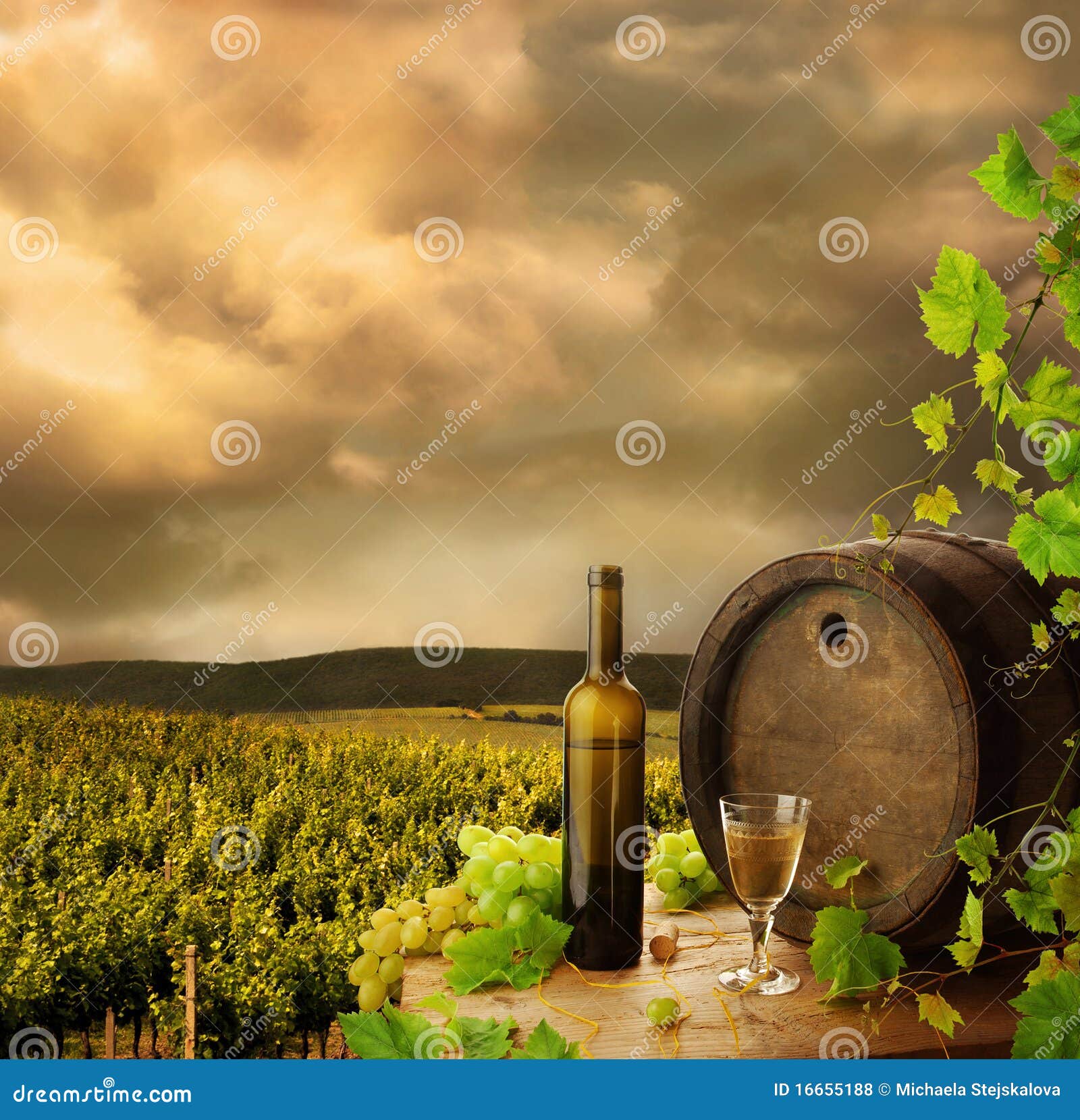 Wine and vineyard stock photo. Image of farming, beverage 16655188