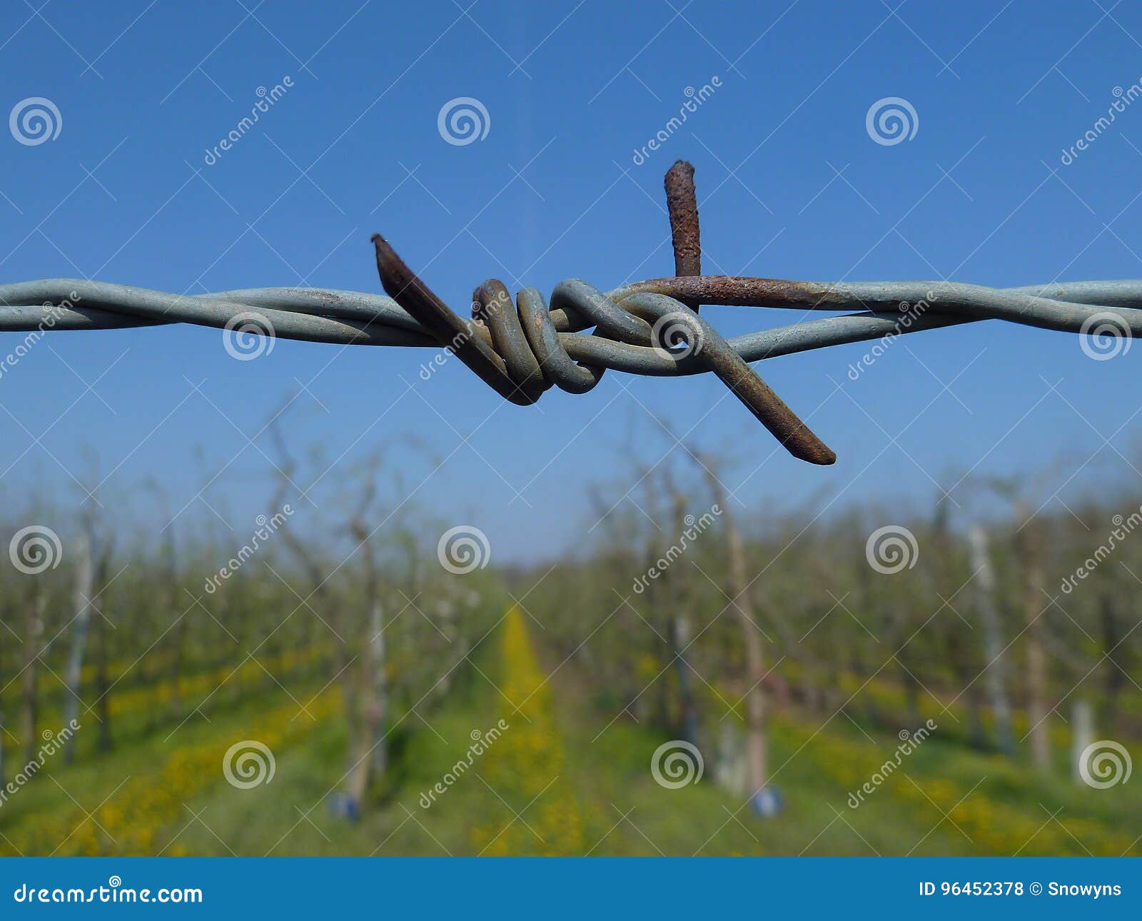 Wine Yard Secured with Barbed Wire Stock Photo Image of wire, field