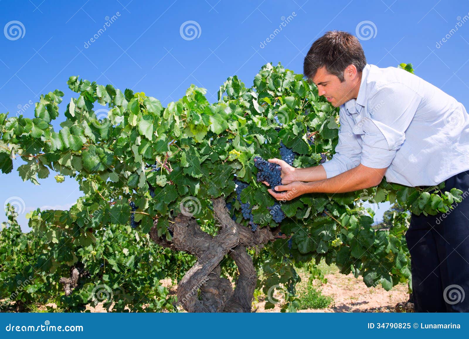 Winemaker Oenologist Checking Bobal Wine Grapes Stock Image Image of nature, bobal 34790825