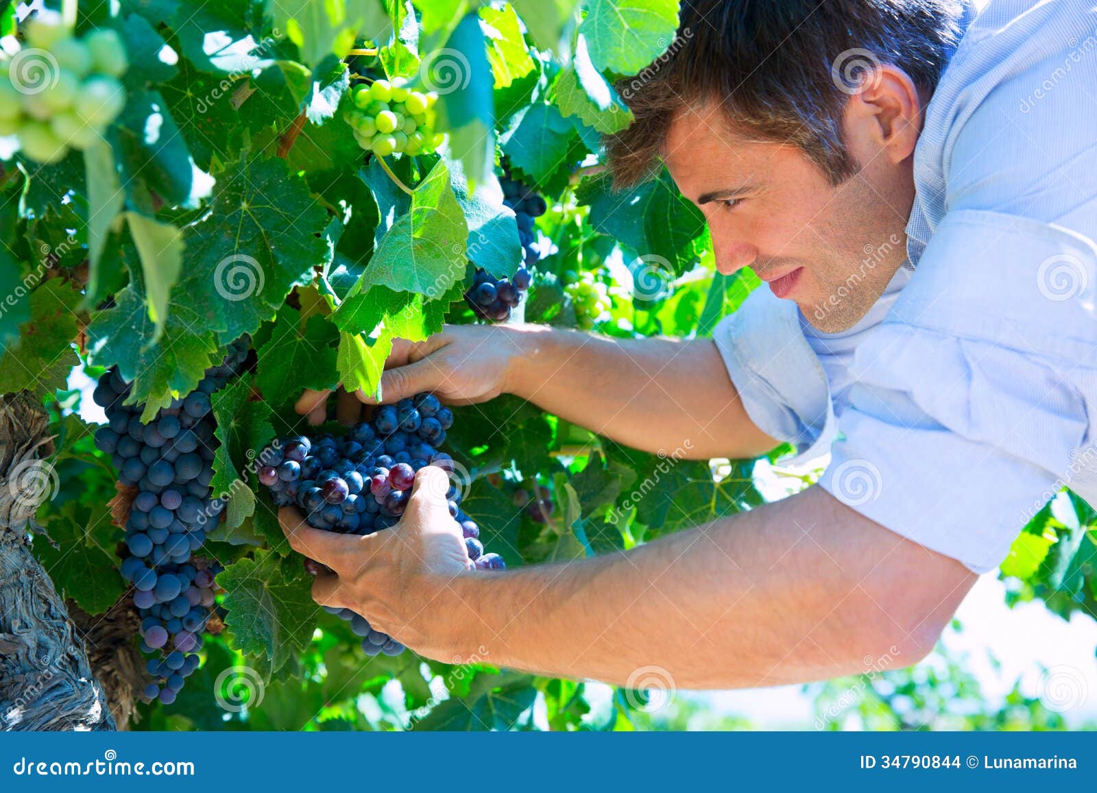 Winemaker Oenologist Checking Bobal Wine Grapes Stock Photo Image of bush, healthy 34790844