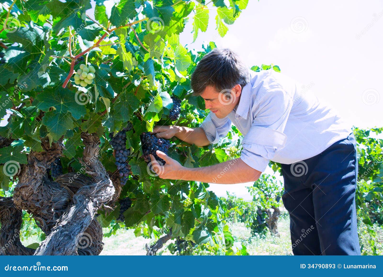 Winemaker Oenologist Checking Bobal Wine Grapes Stock Image Image of healthy, crop 34790893