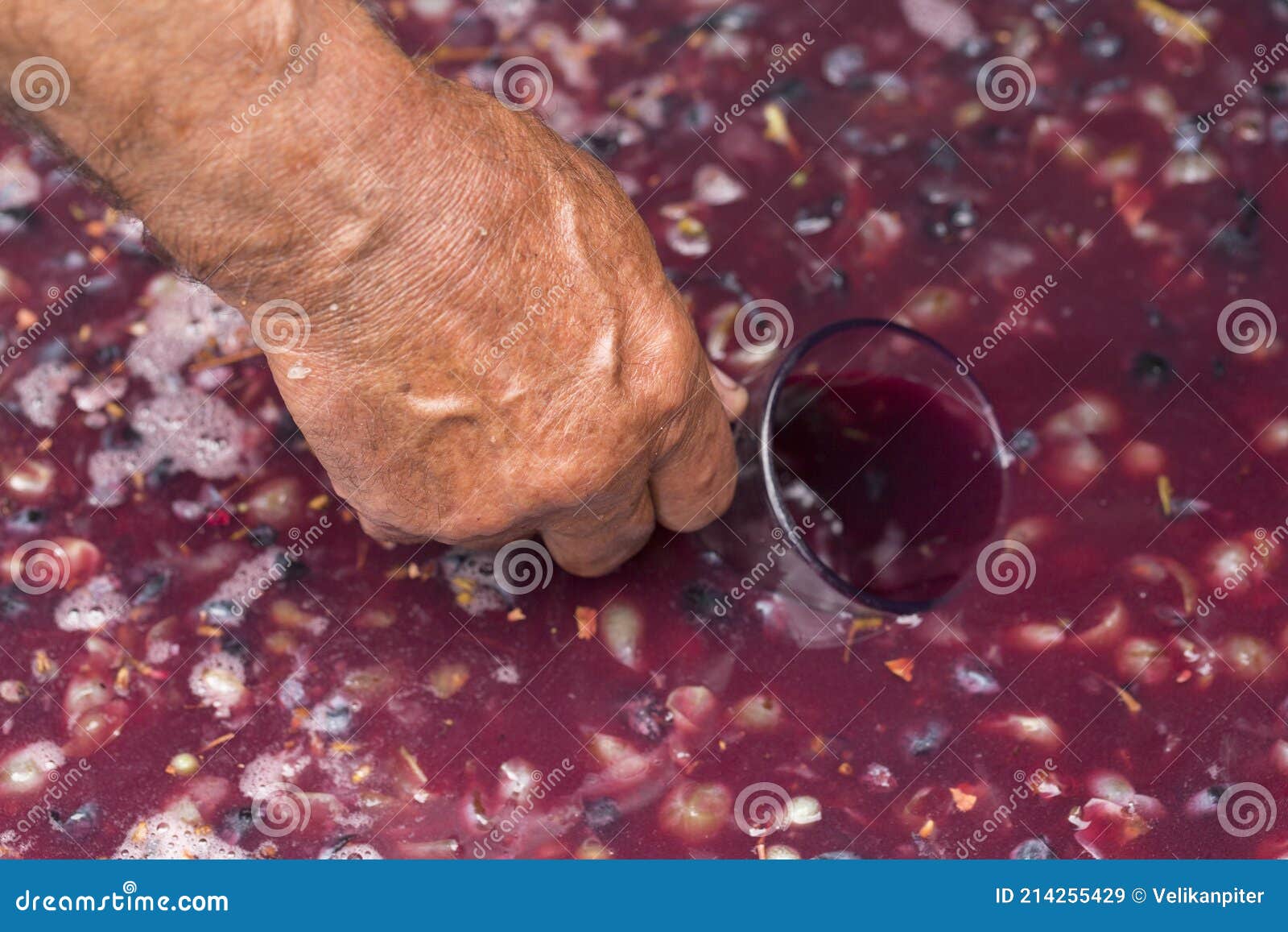 winemaker`s hand with a glass mug, picking up juice from grape must.