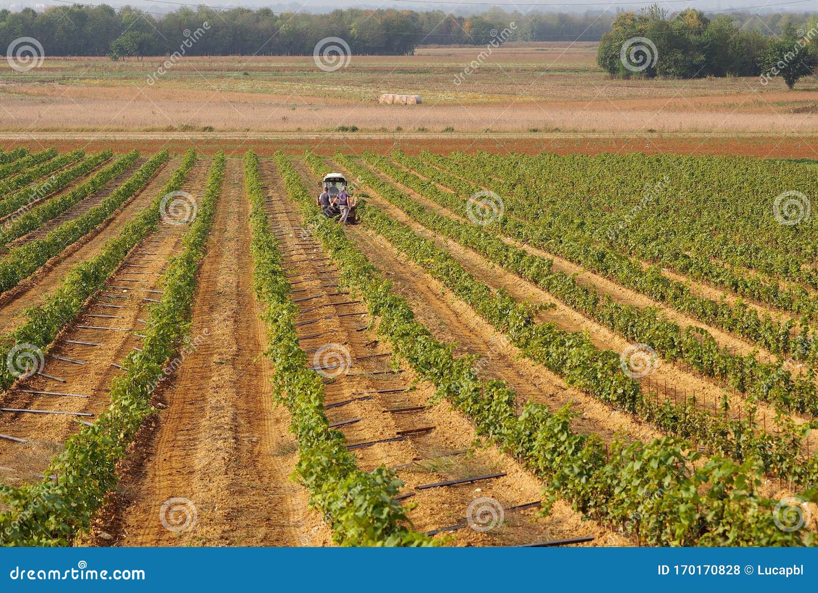 winemakers at work to plant new rows of vines with rooted grafts, in a plain of north italy