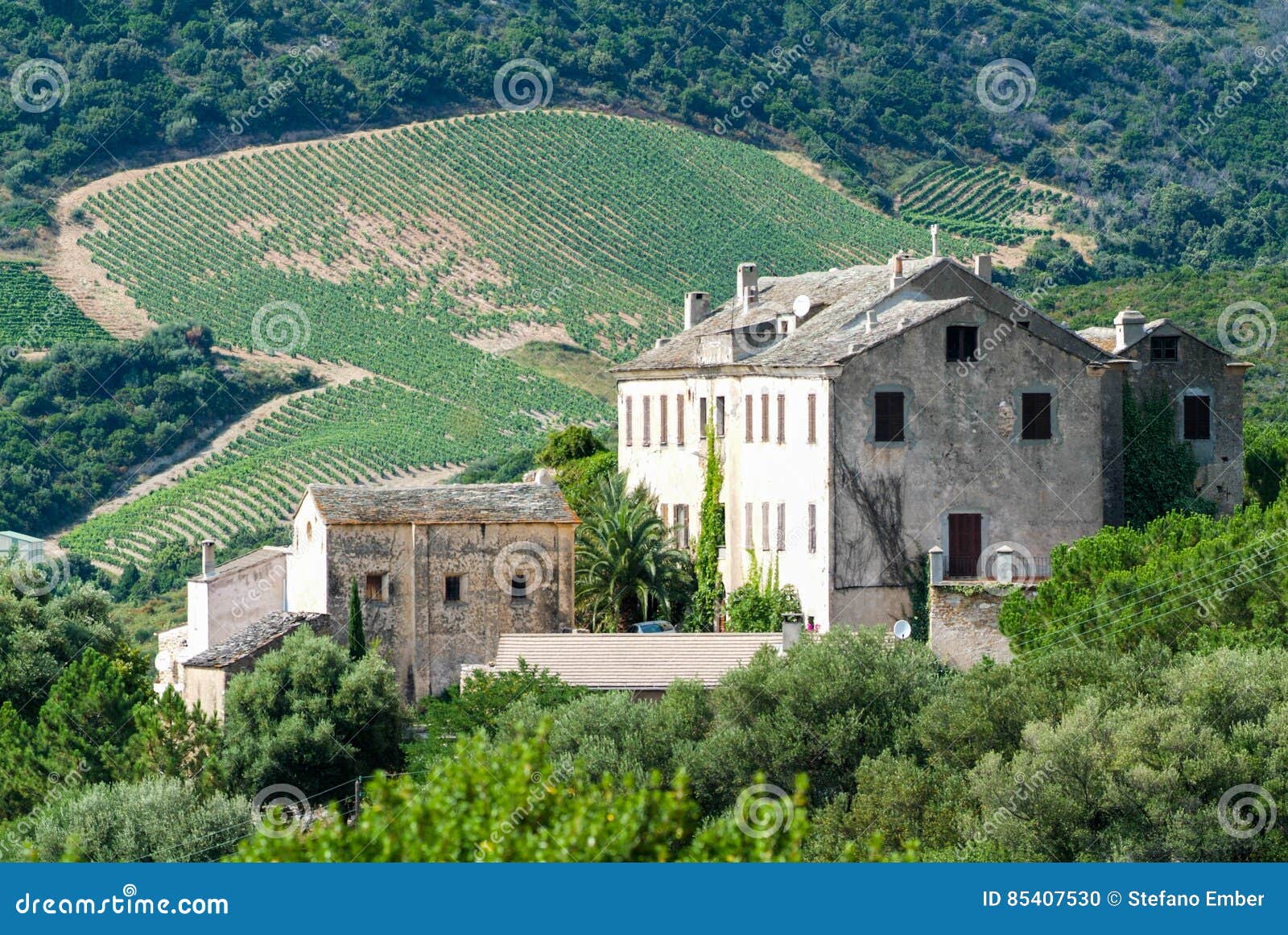 winery farm at patrimonio on corsica island