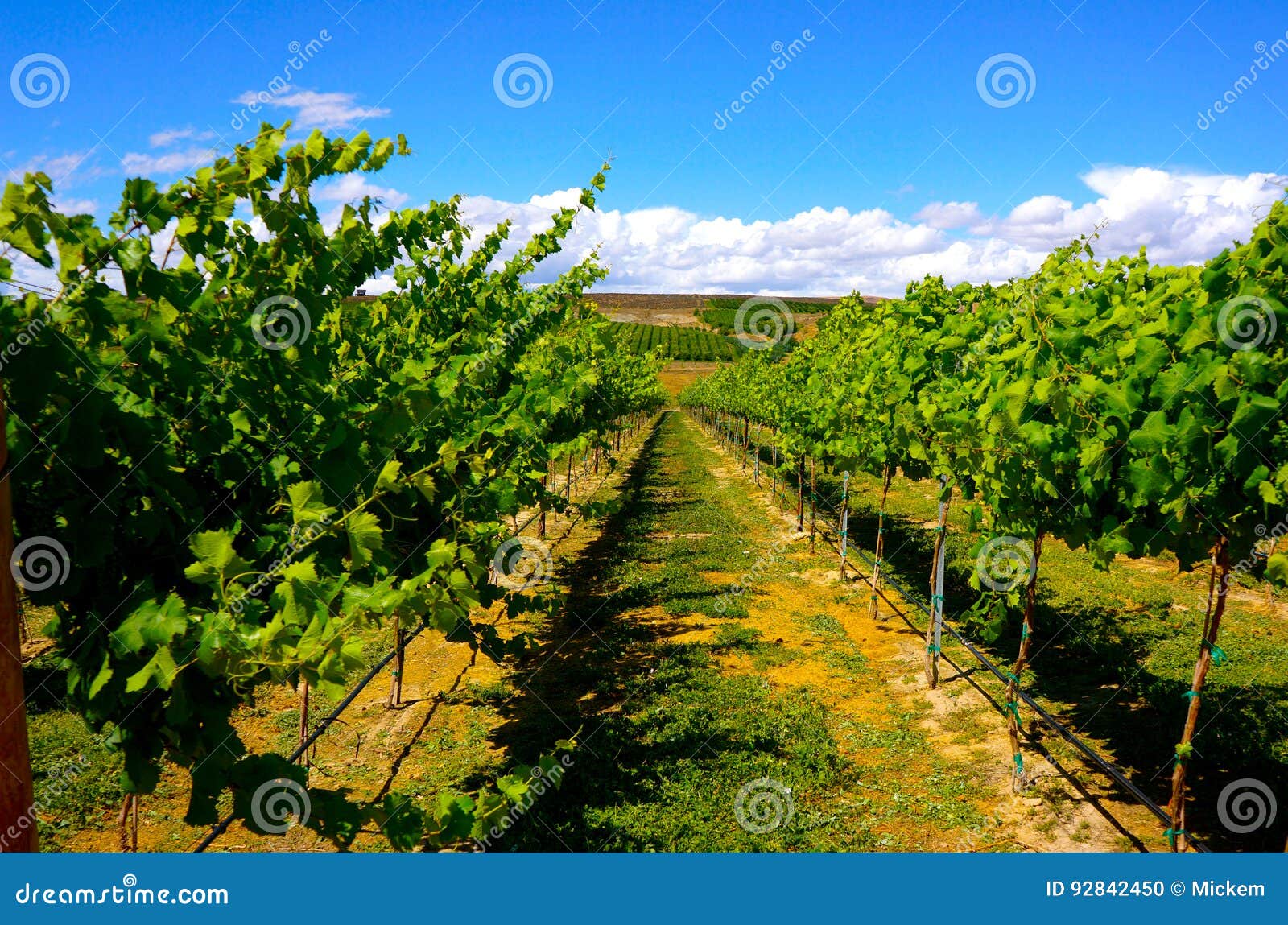 vineyard yakima valley