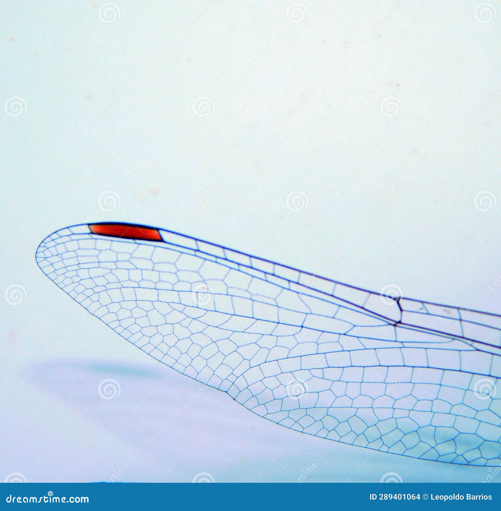 the wing of a dragonfly