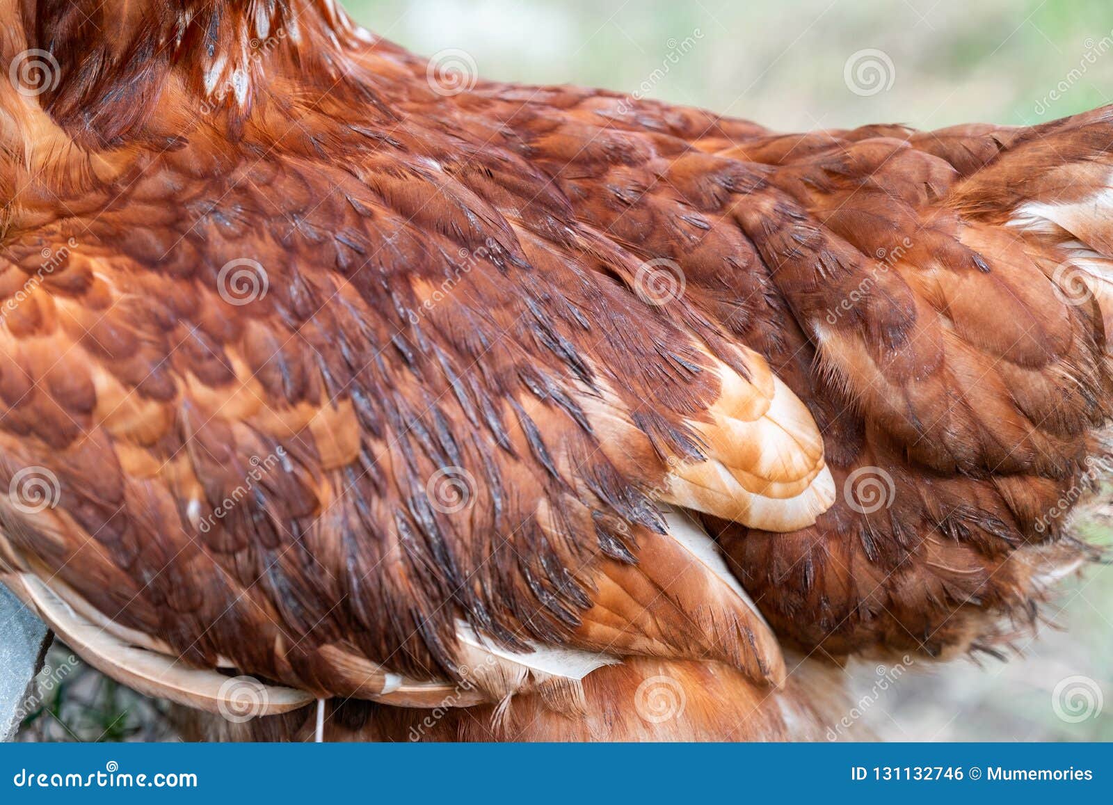 Wing with Feather Brown Layer Chicken Stock Photo Image of chicken