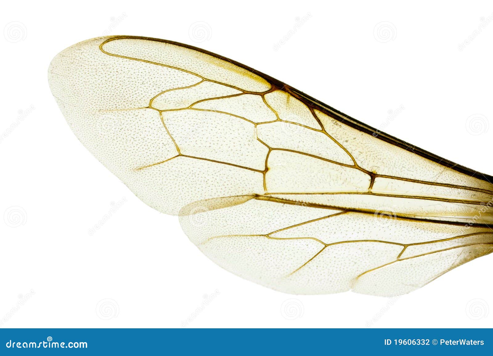 bee wings clipart - photo #17