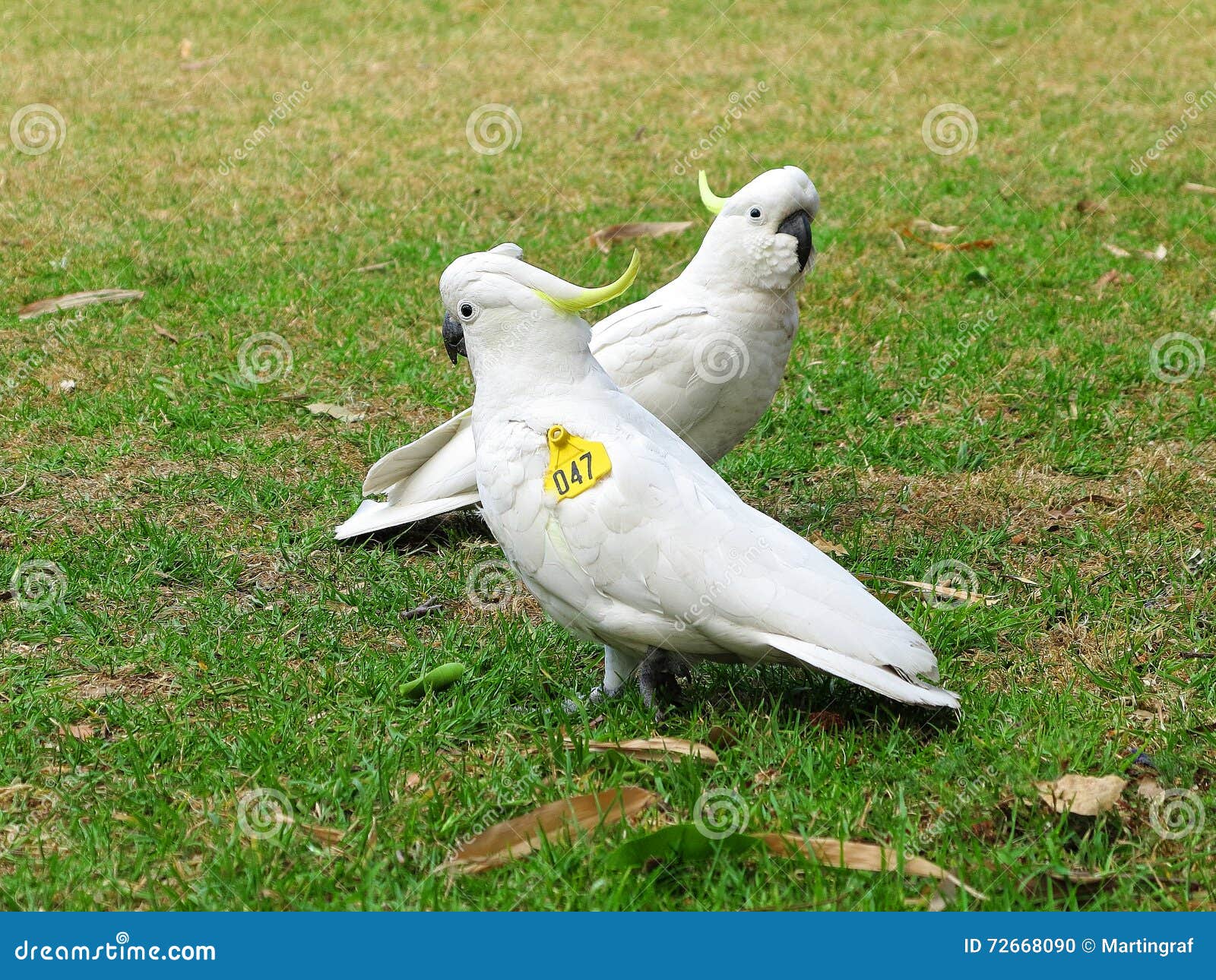 lesser sulfur crested cockatoo wings lesser sulfur crested cockatoo wings