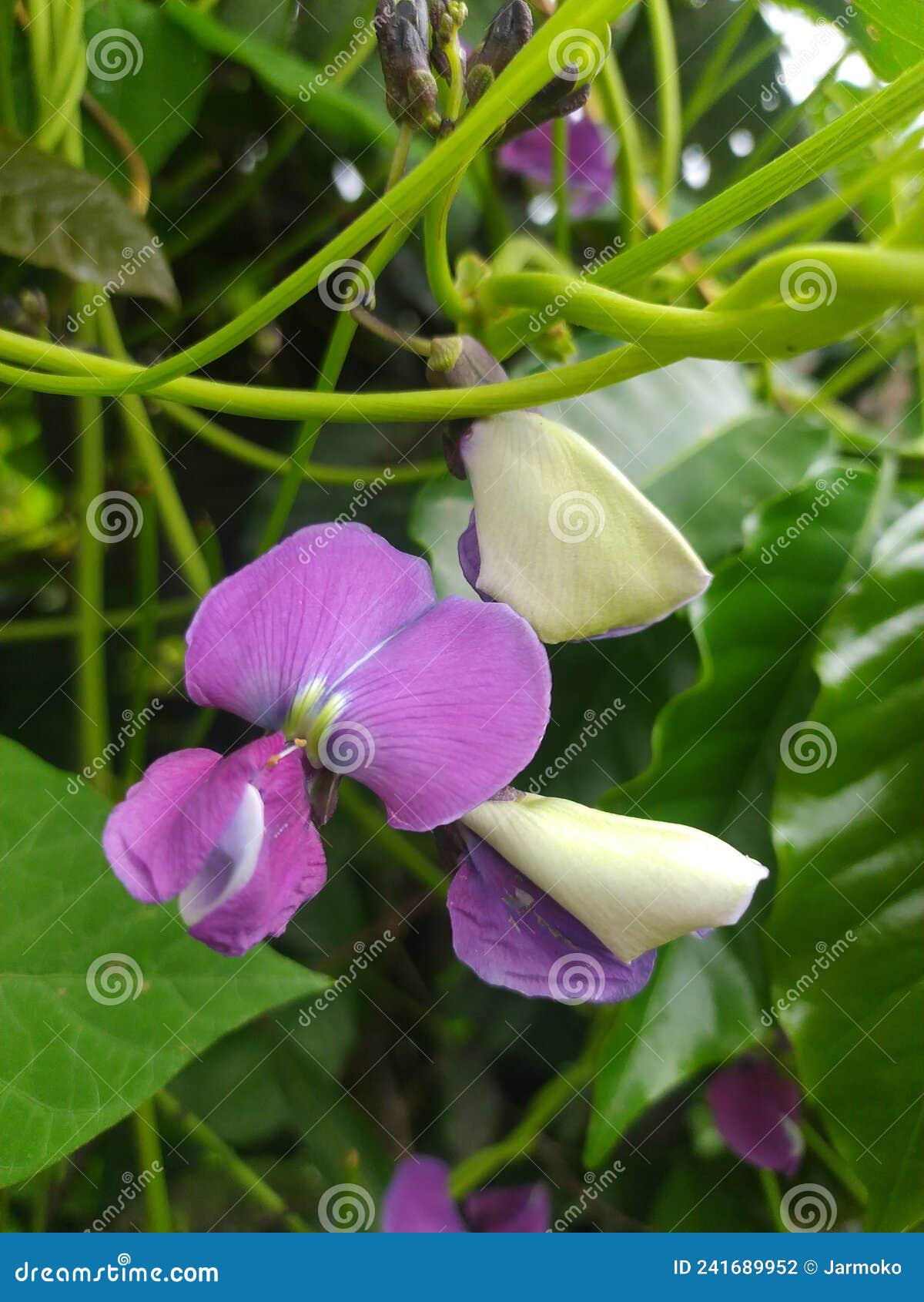 Winged Bean Flower that Grows a Lot on the Island of Java, the Rural