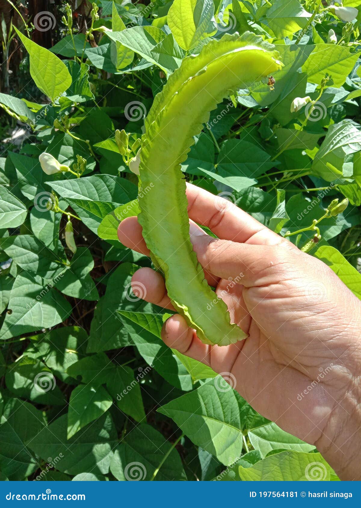 Winged bean plant stock image. Image of food, leaf, yellow 197564181