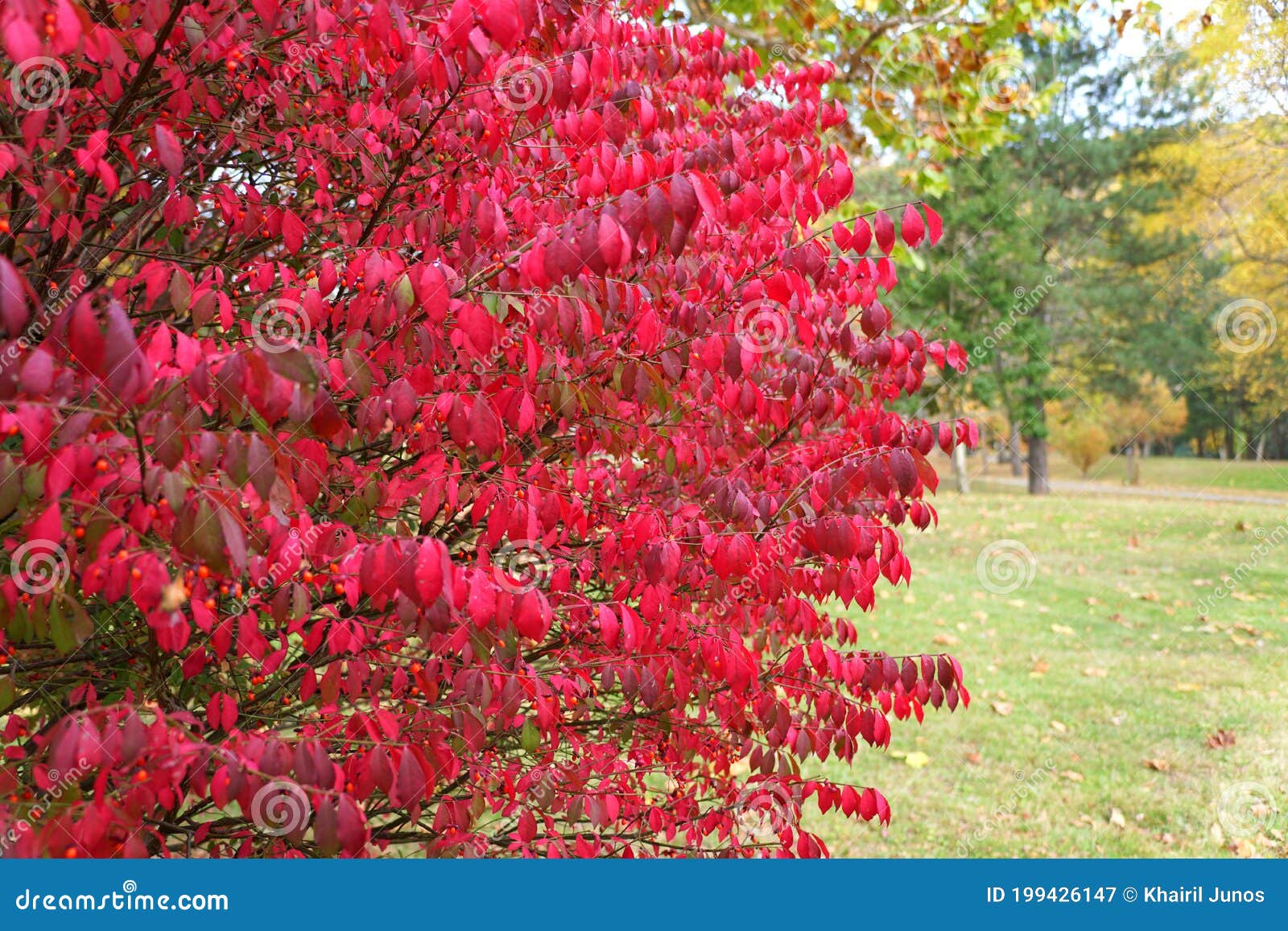 Winged Spindle Plant, Also Known As Burning Bush Stock Image Image of