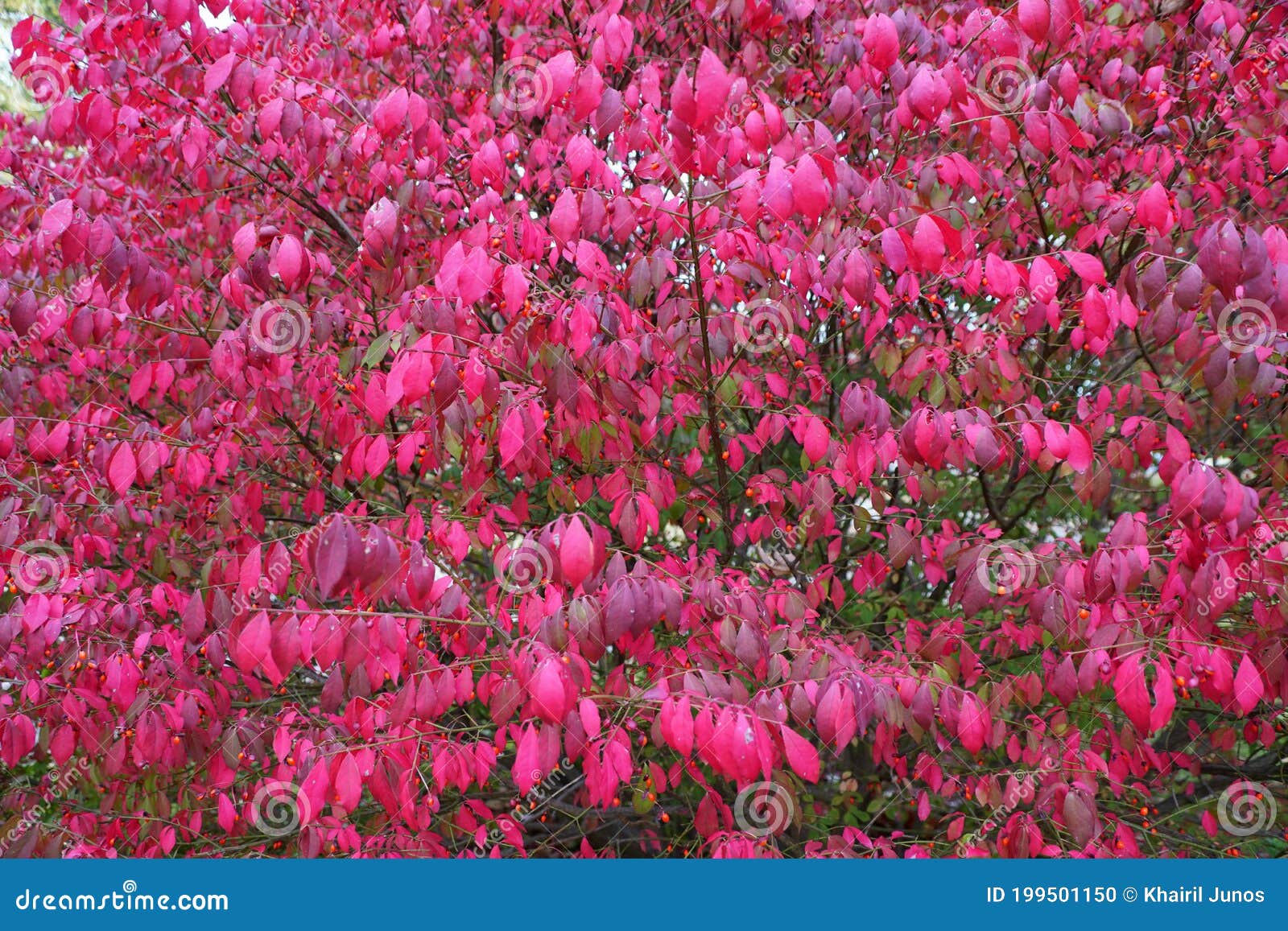 Winged Spindle Plant, Also Known As Burning Bush Stock Photo Image of