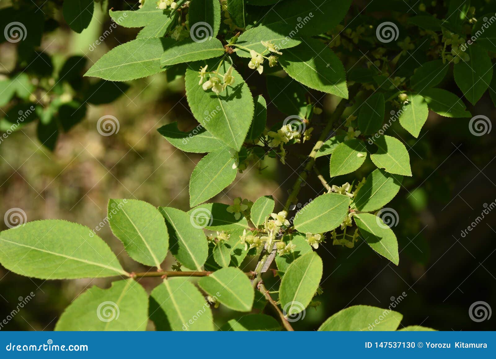 Winged Spindle Tree Flowers Stock Photo Image of buds, florets 147537130