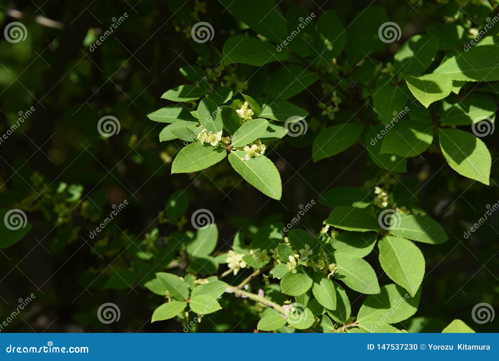 Winged Spindle Tree Flowers Stock Photo Image of beautiful, native