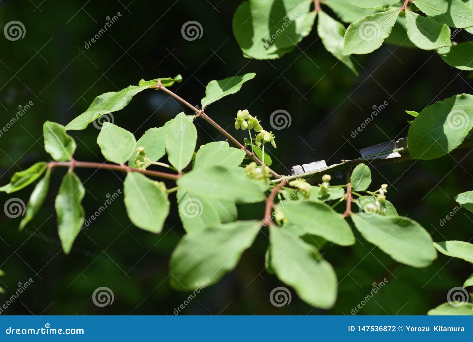 Winged Spindle Tree Flowers Stock Photo Image of flowers, color