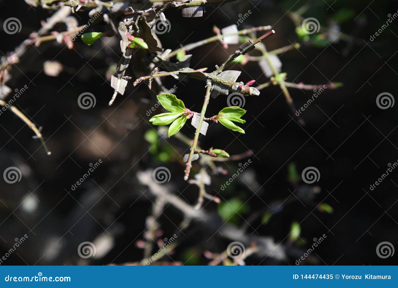Winged spindle tree stock image. Image of branch, burning 144474435