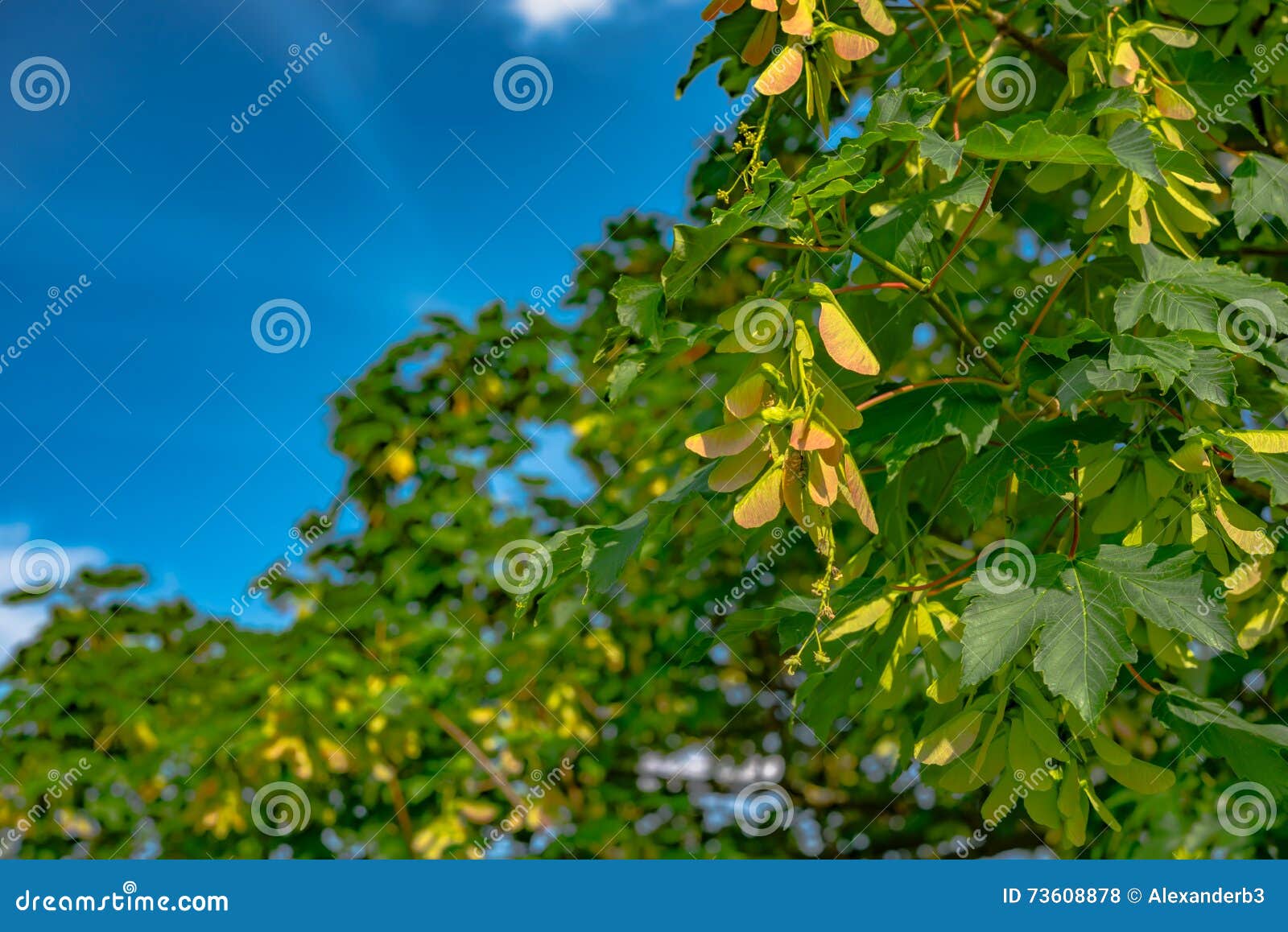 Winged Sycamore Seeds on Tree Stock Photo Image of germinate, life