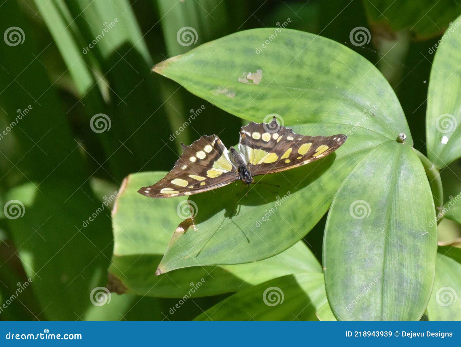 wings spread open on a malachite butterfly