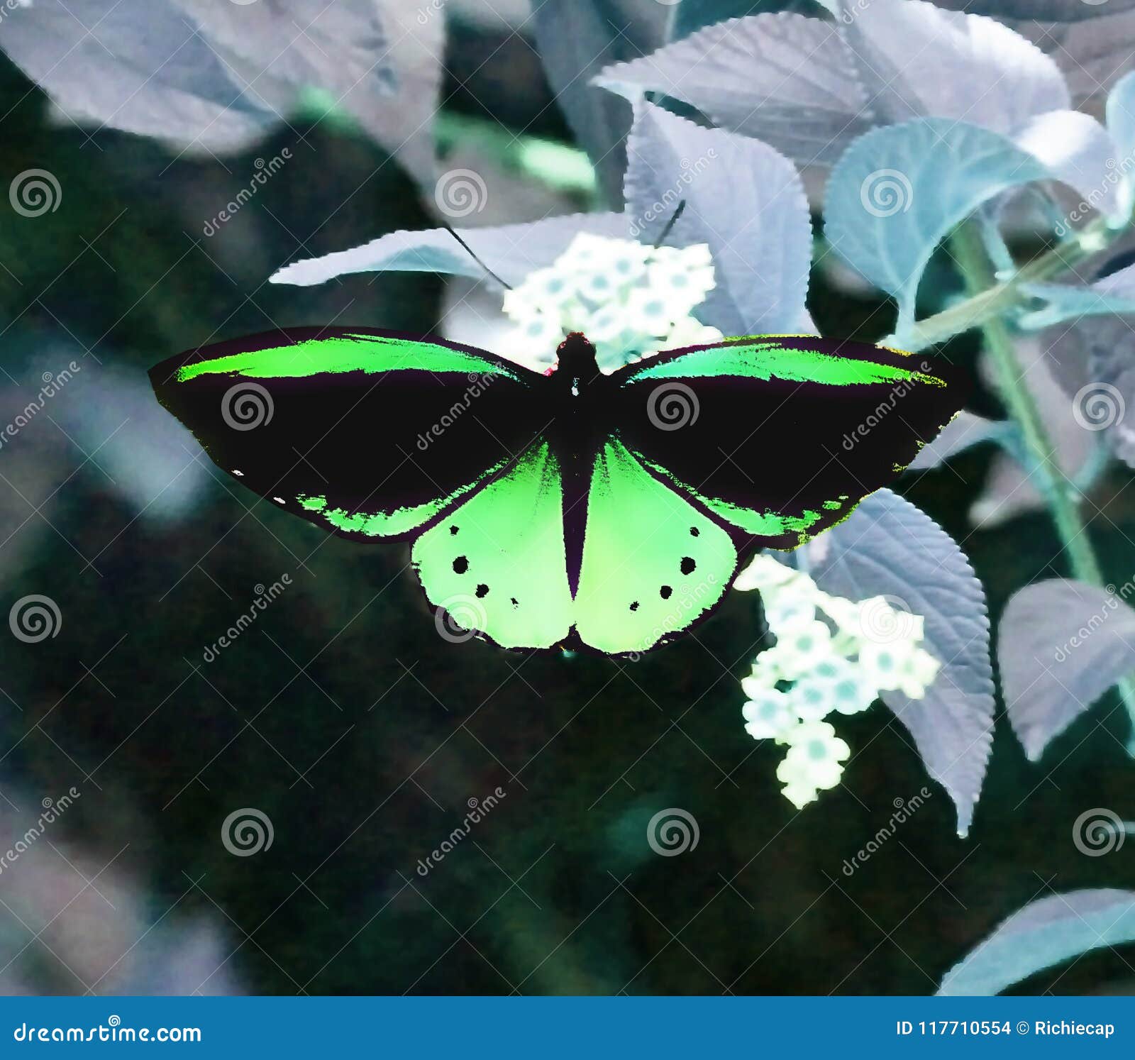 Wingspan of Australian Back-on Stock - Image butterfly, 117710554