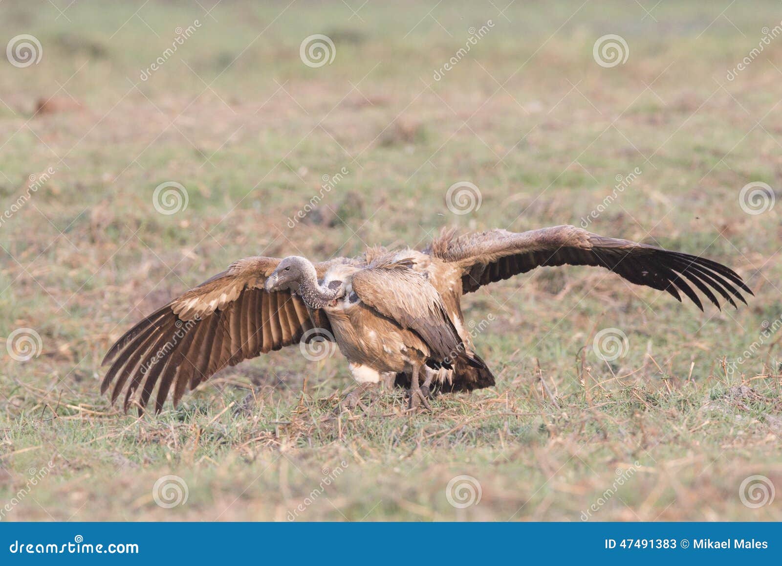 Wingspan of Whitebacked Vulture Stock Image Image of animals, nature