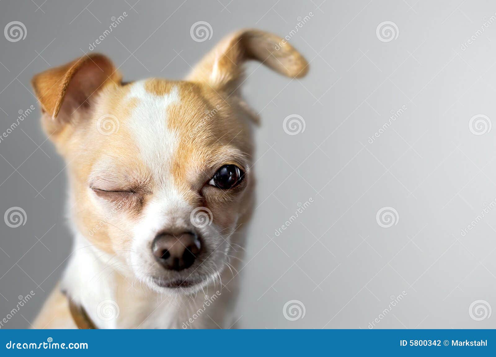 winking chihuahua appears to say hello