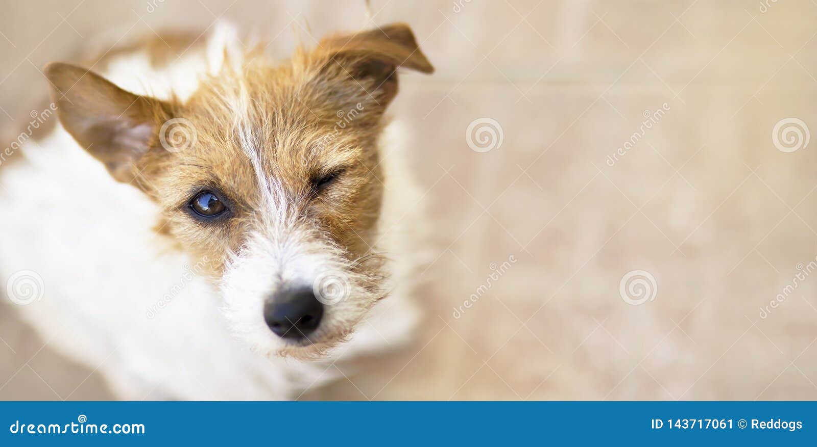 winking dog with funny ears as listening, web banner