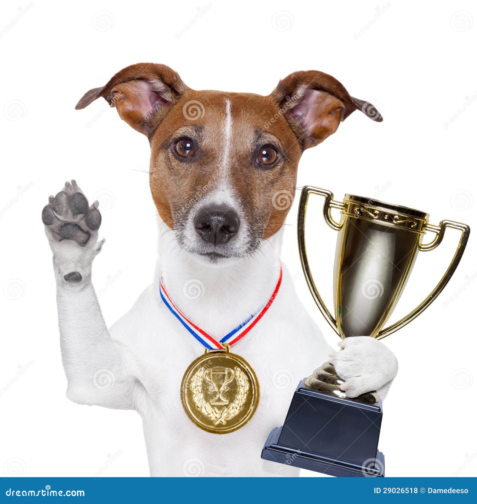 Winner dog stock photo. Image of exhibition, funny, puppy 29026518