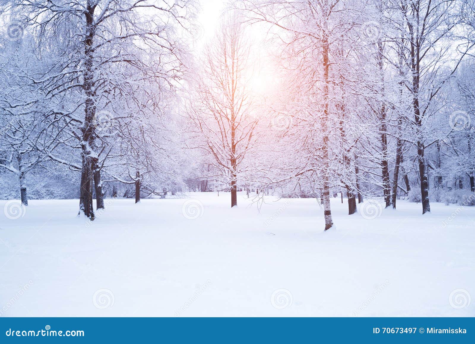 winter background, landscape. winter trees in wonderland. winter