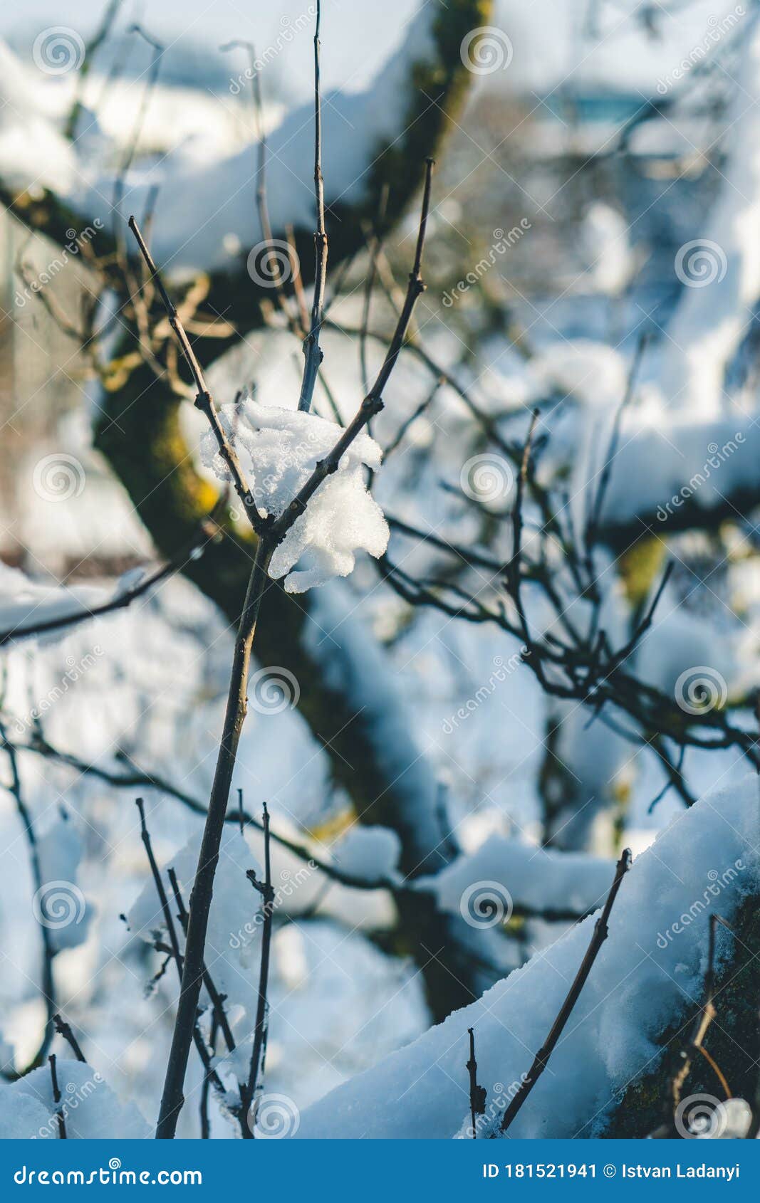 Snow-covered bushes stock image. Image of christmas - 181521941