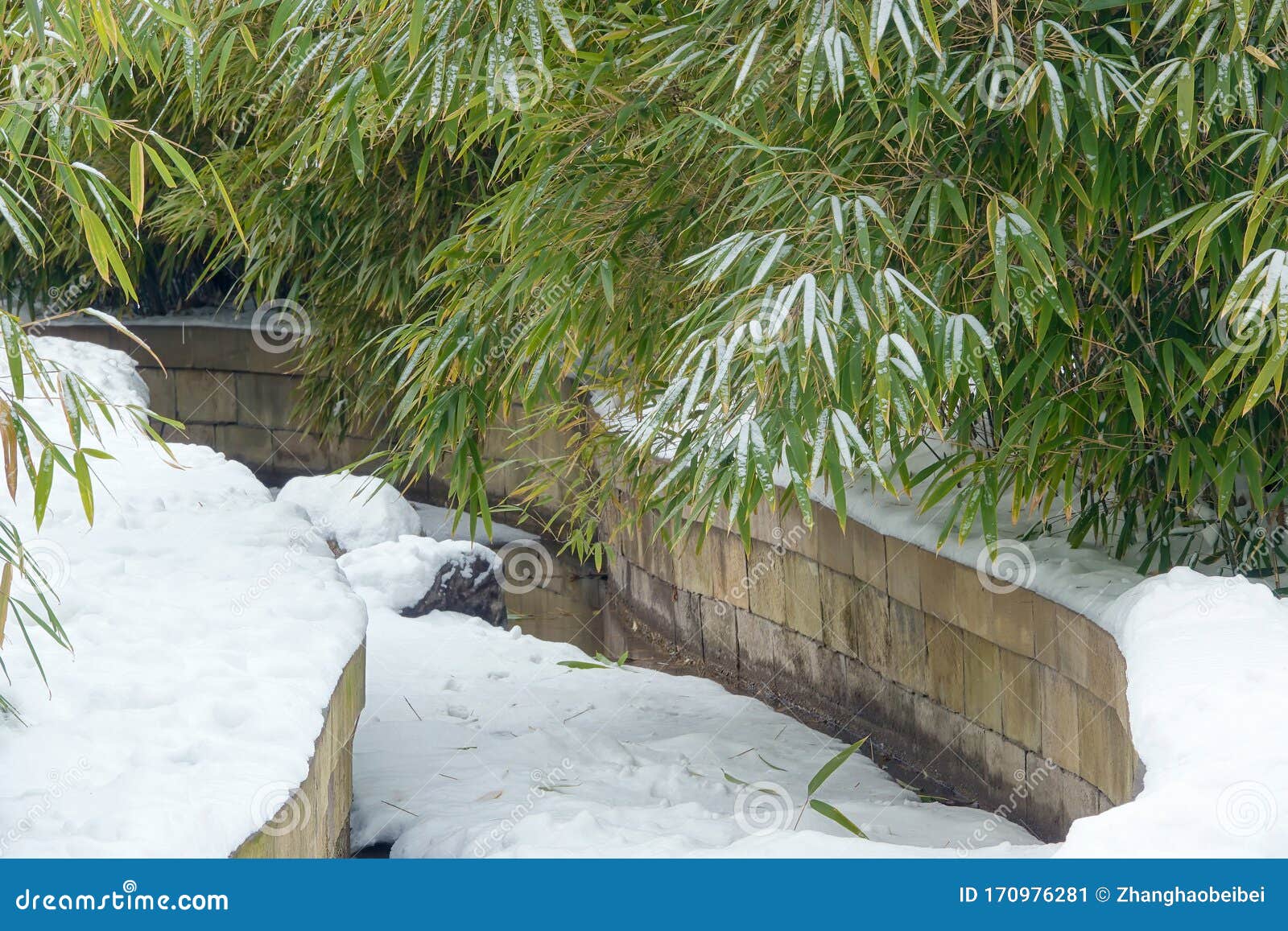 Winter bamboo grove stock image. Image of scenic, bamboo 170976281