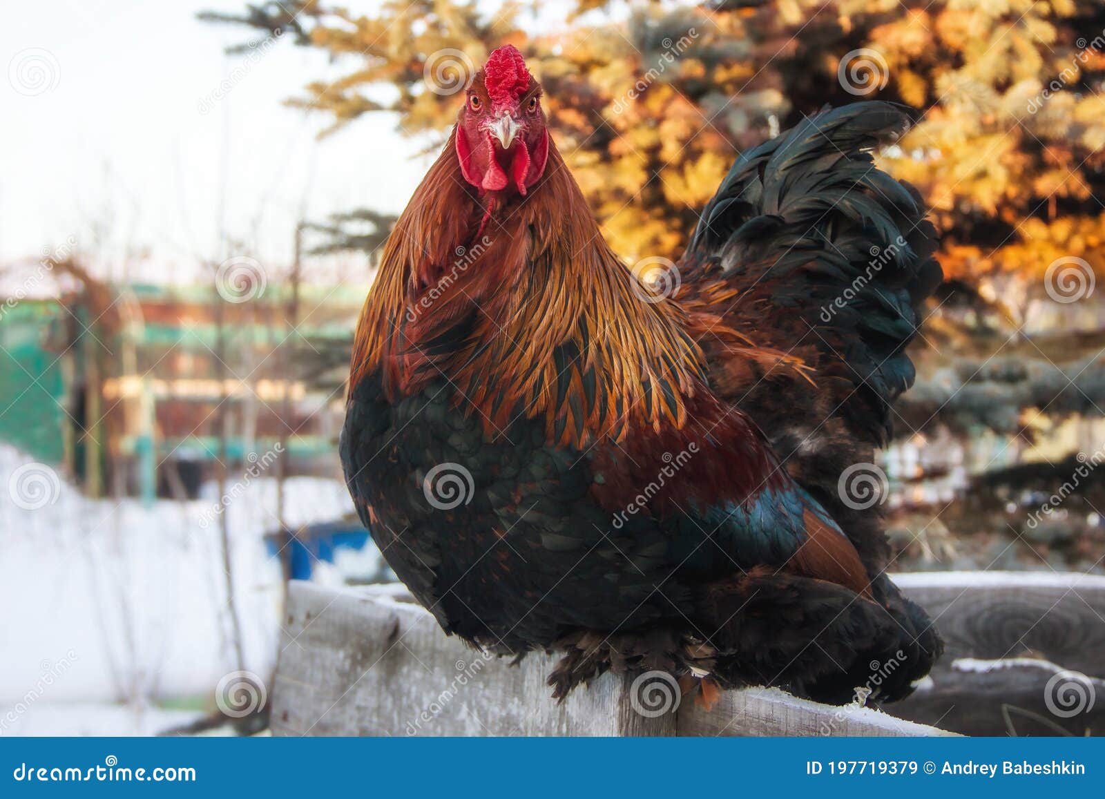 Rooster Brama Stock Photos - Free & Royalty-Free Stock Photos from