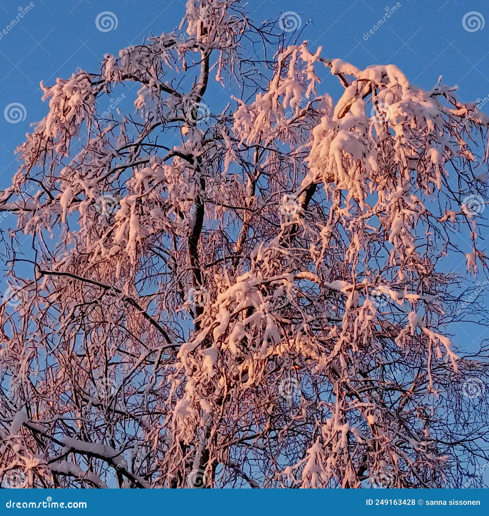 winter beauty of finlandia nature