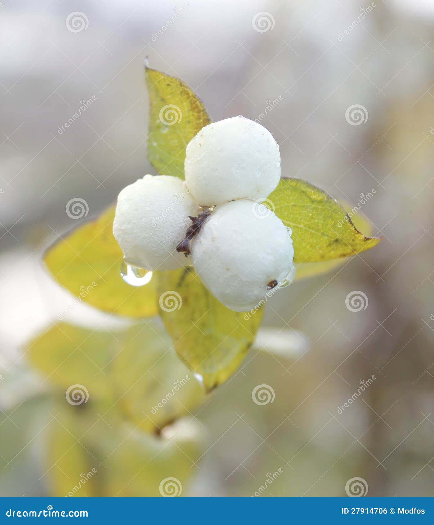 Winter Berries stock photo. Image of droplet, bunch, berries 27914706