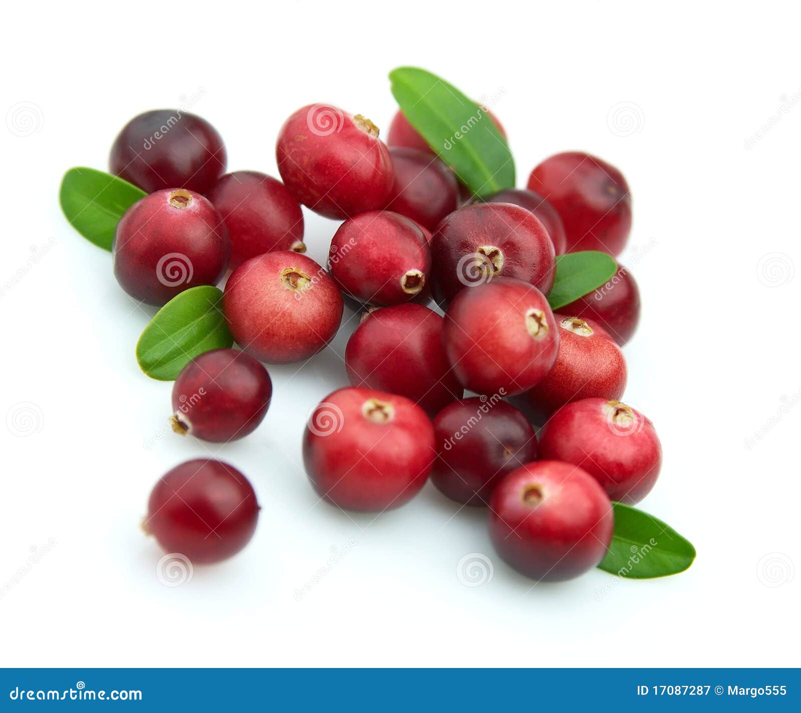 Winter berry.Cranberry stock image. Image of christmas 17087287