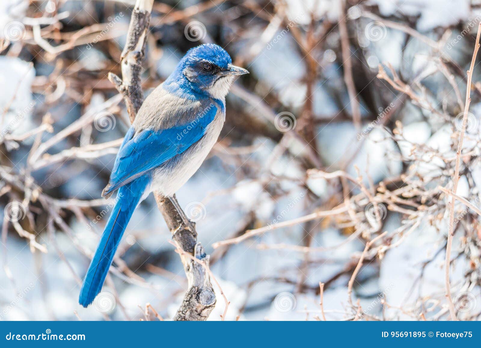 winter bird photography - blue bird on snow covered bush tree