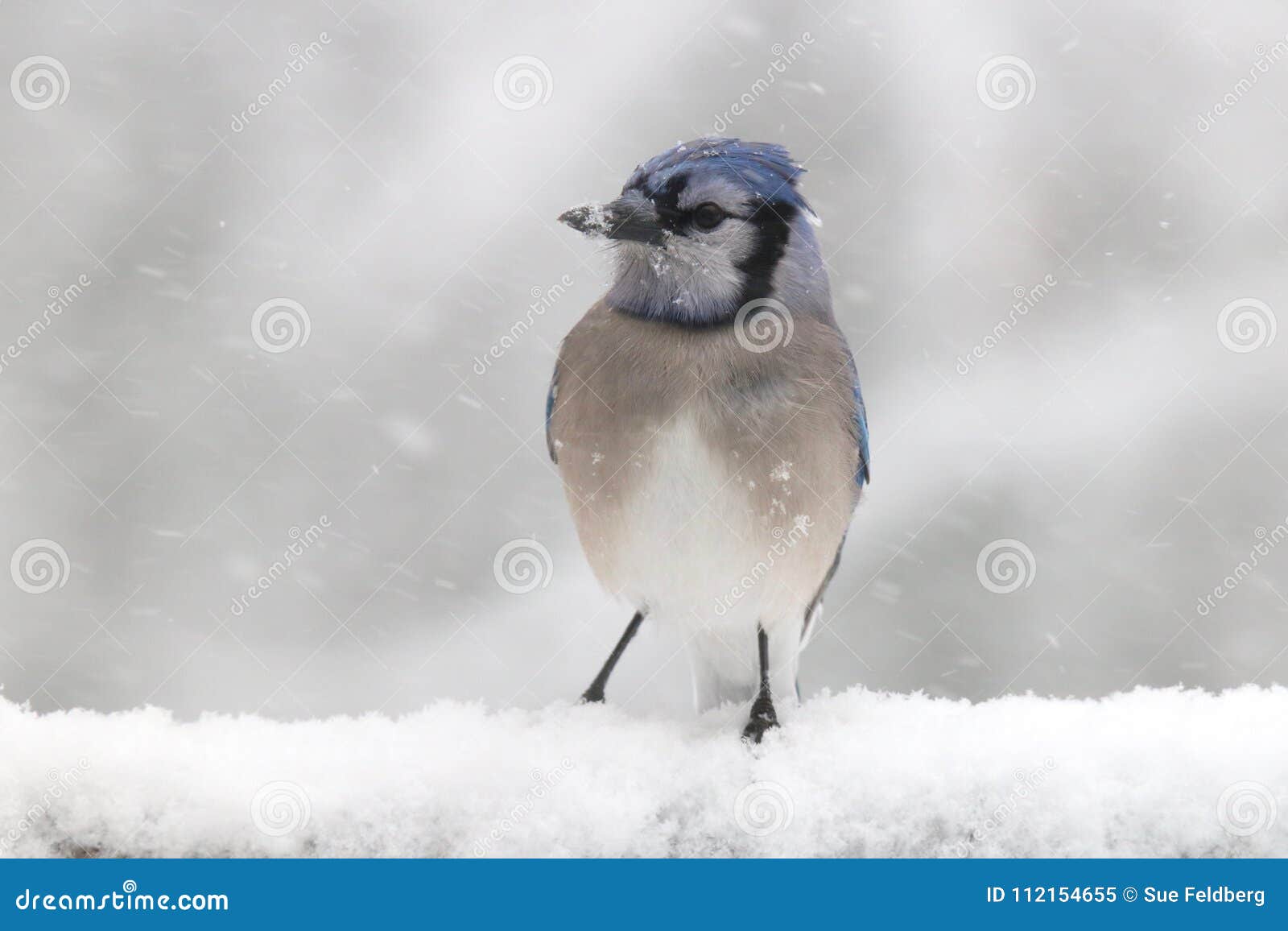 Winter Blue Jay in a Snow Storm Stock Image - Image of snowflakes ...