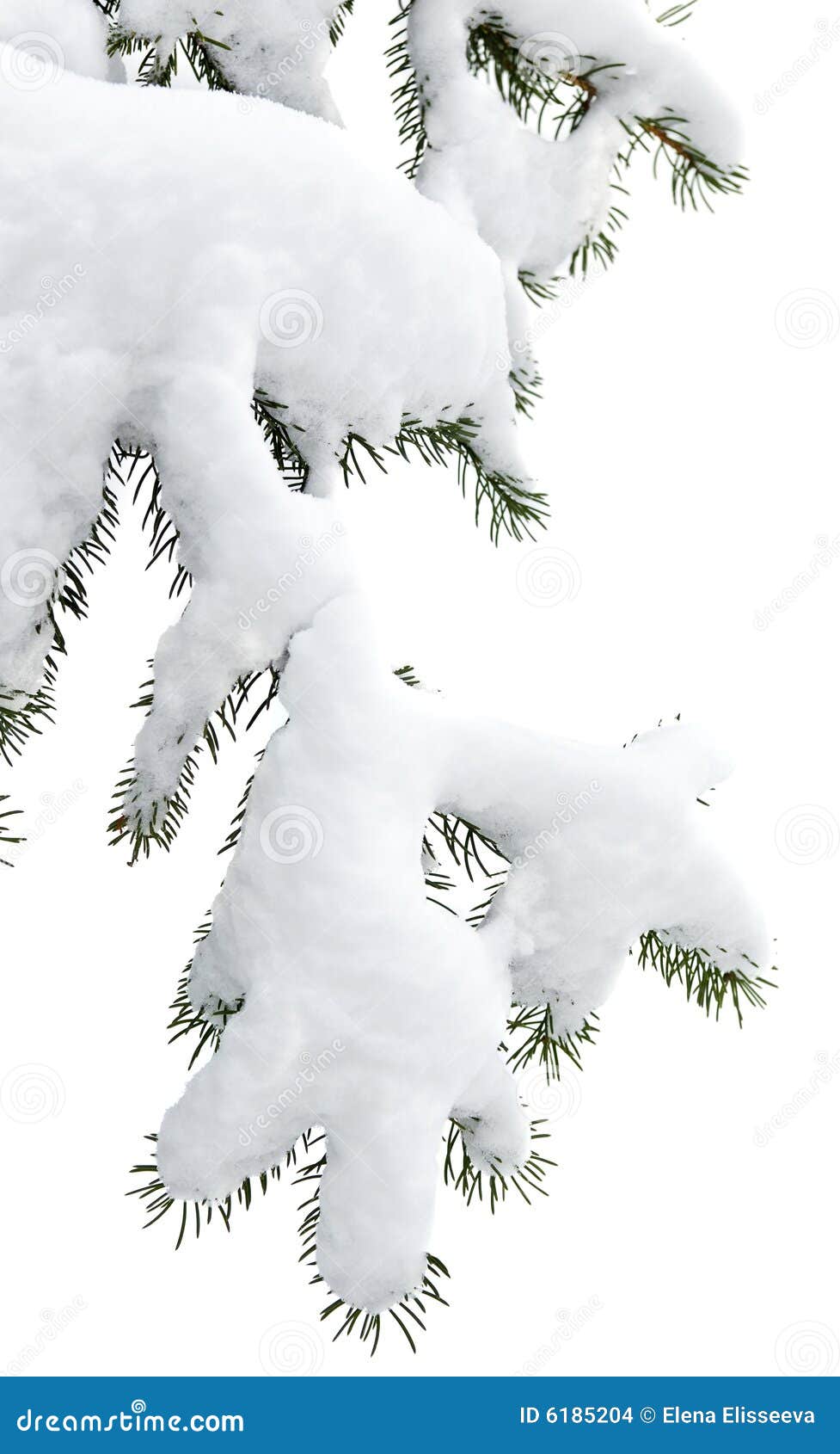 Winter branches stock photo. Image of white, spruce, background 6185204