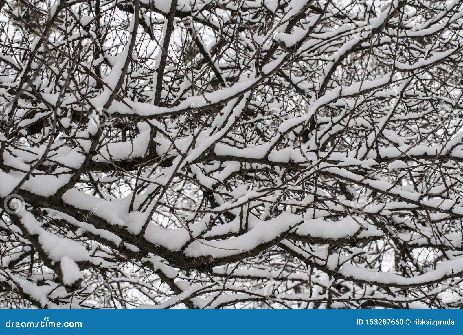 Winter Branches Covered With Snow. Winter Background Stock Photo