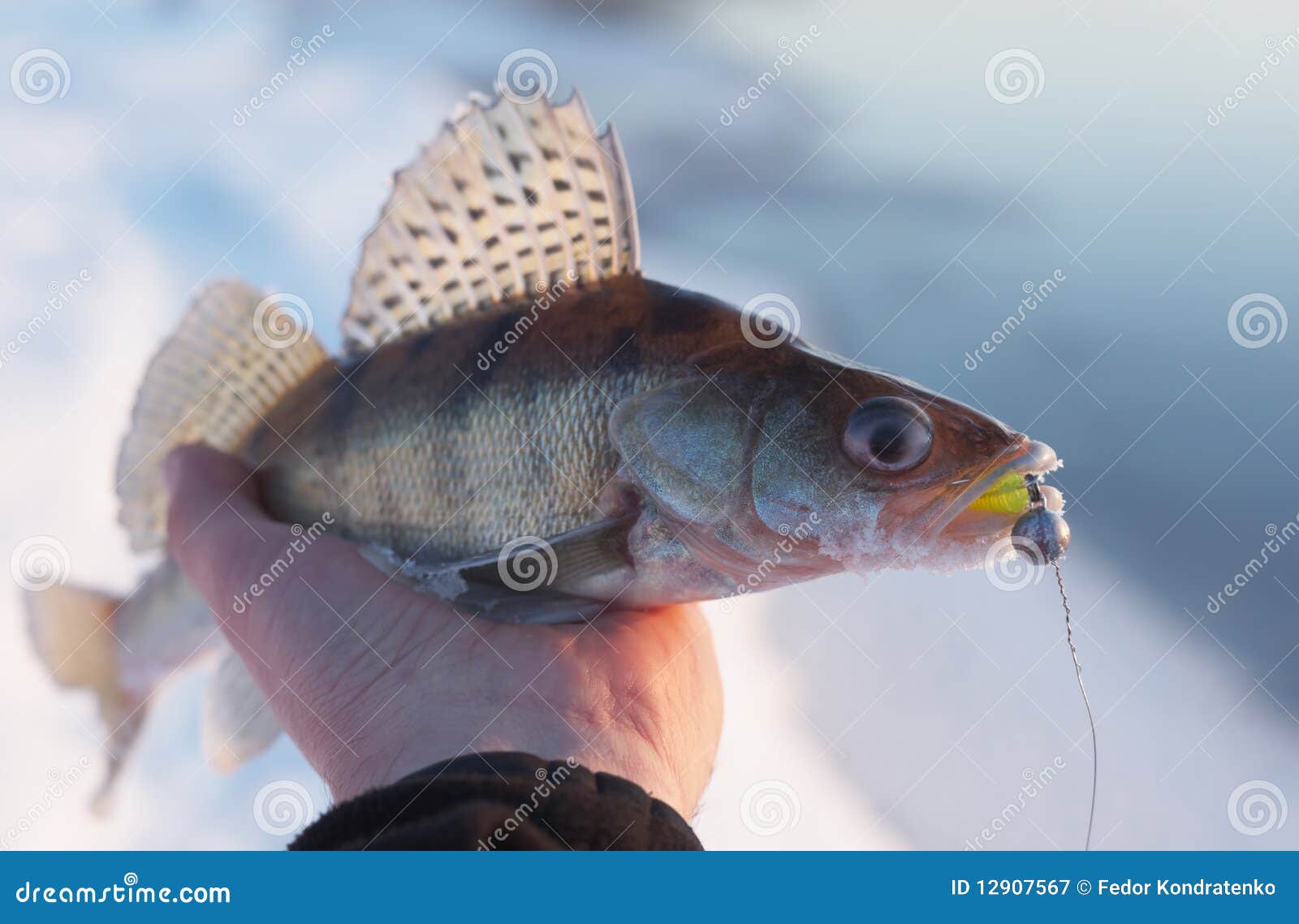 Walleye Winter Stock Photos - Free & Royalty-Free Stock Photos from  Dreamstime