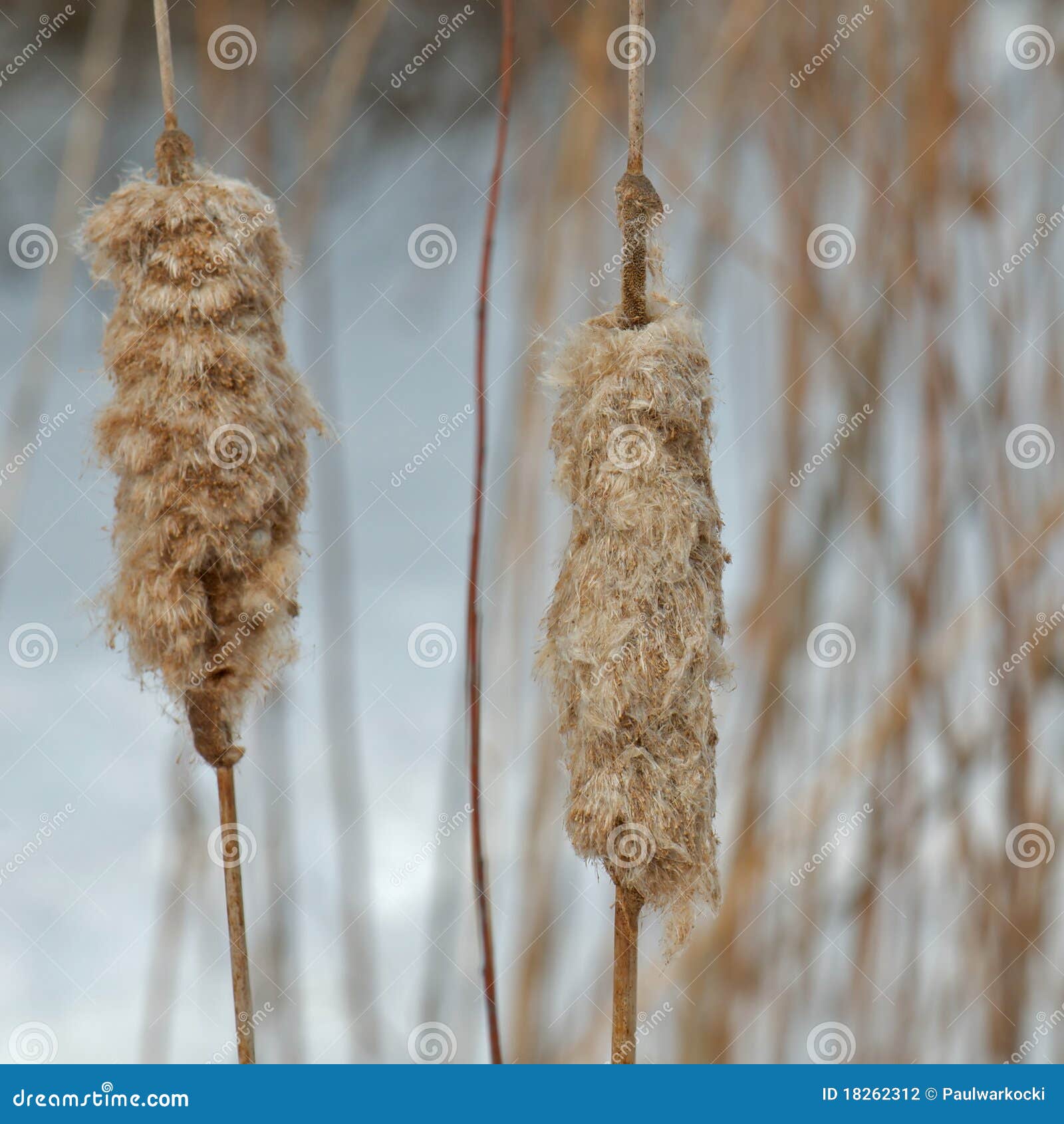 Winter Cattails. stock photo. Image of filaments, blue 18262312