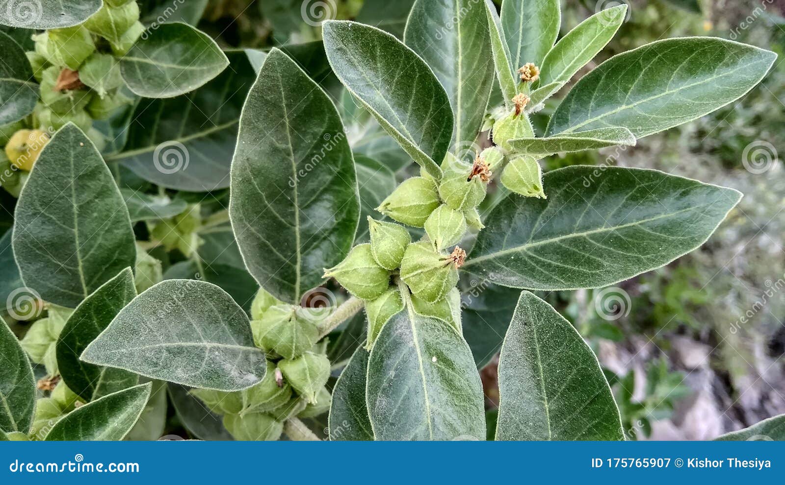 15 426 Winter Cherry Plant Photos Free Royalty Free Stock Photos From Dreamstime