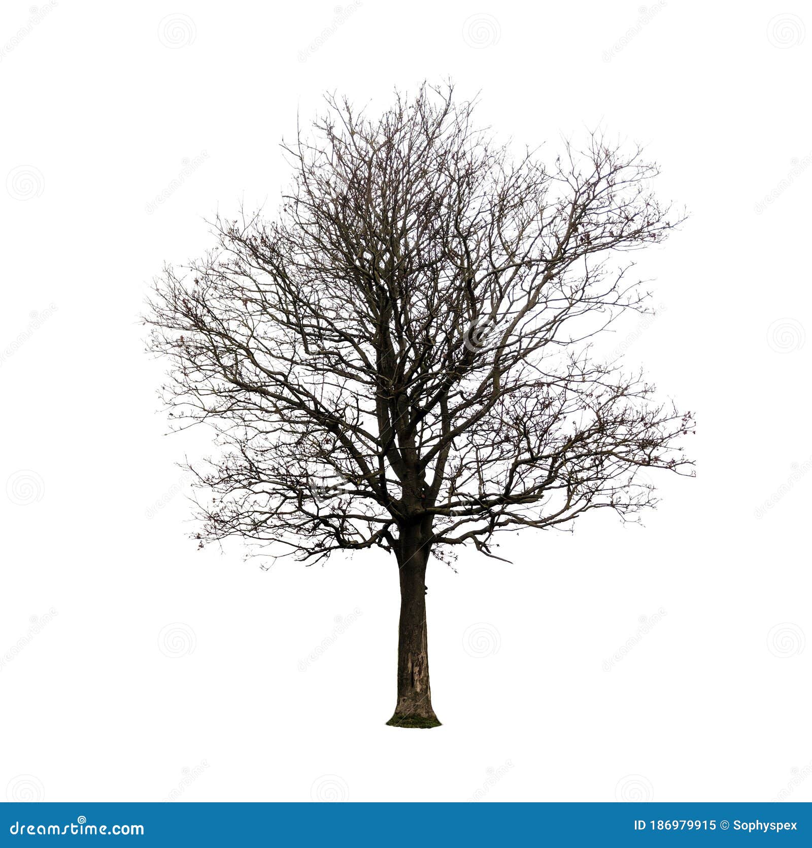 Bare Winter Cherry Tree With No Leaves Stock Image Image Of Environment Nature