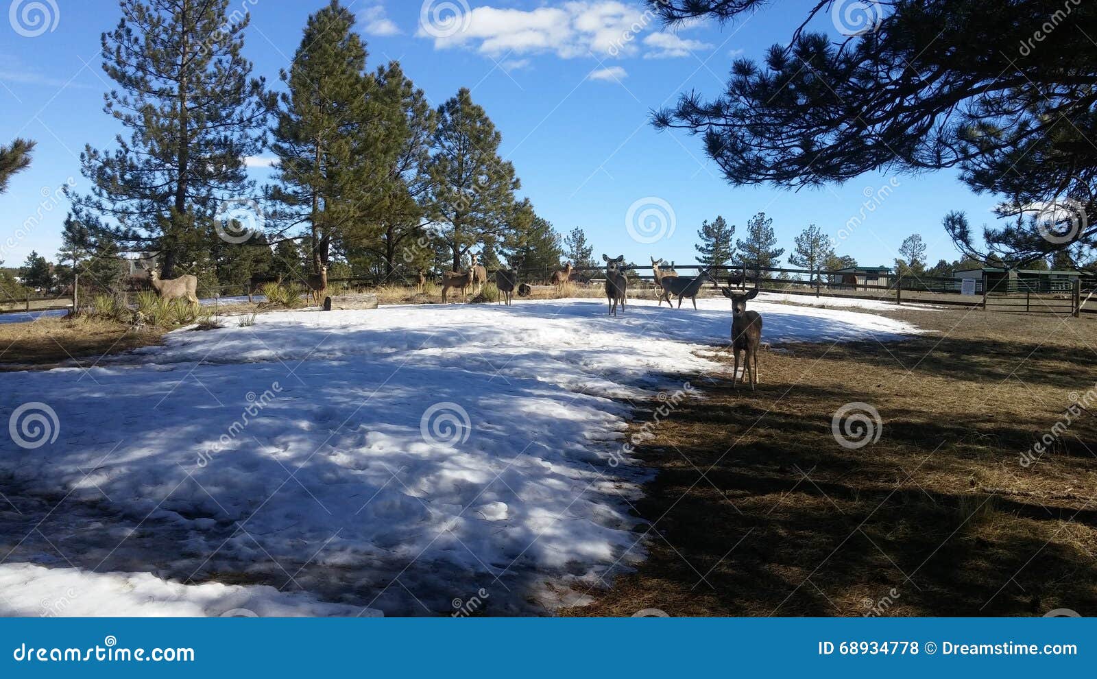 Winter Colorado Mule Deer Fawns and Does Stock Photo - Image of fawns