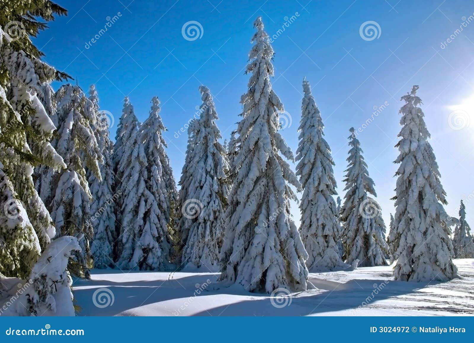 winter conifers